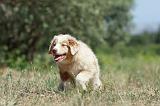 BERGER AUSTRALIEN PUPPIES 271